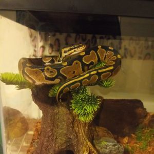 Meet your Posher, Gerald